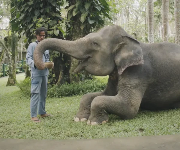 mason elephant park (1)